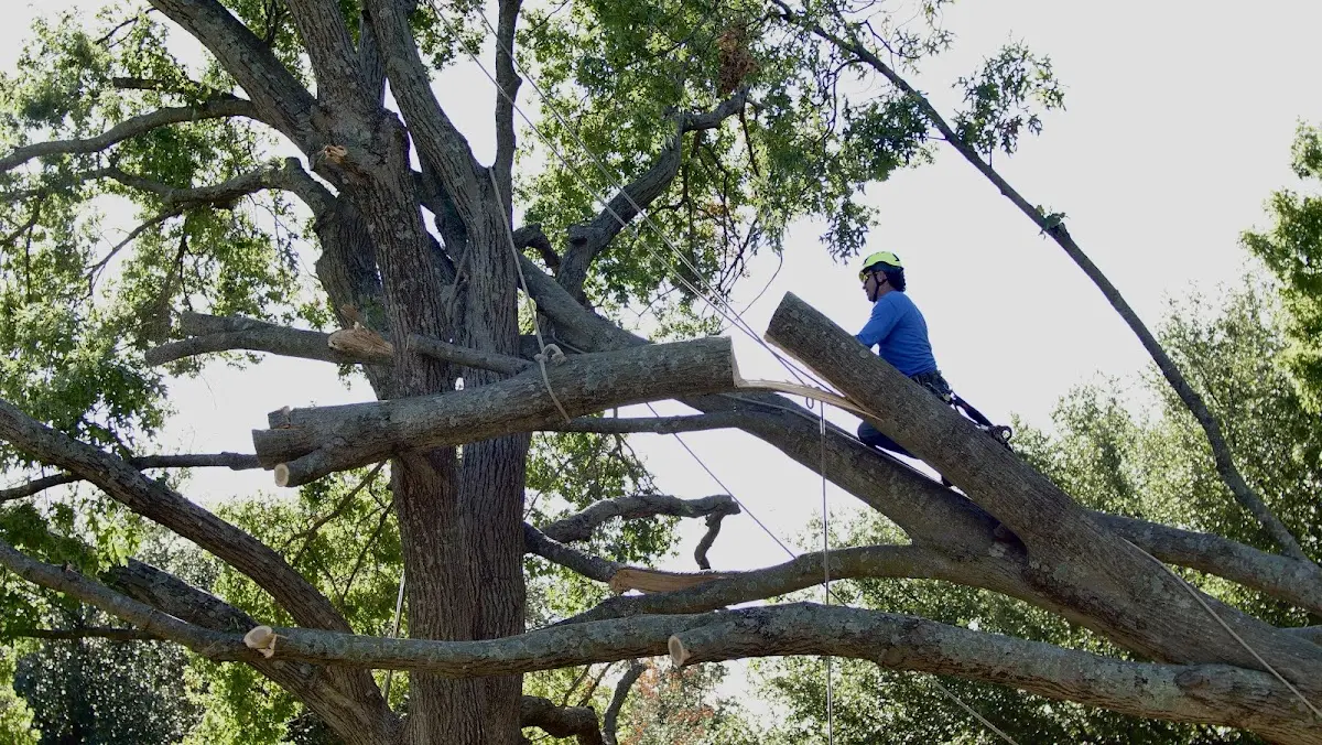 Professional Crown Thinning performed by certified arborists in Port Deposit