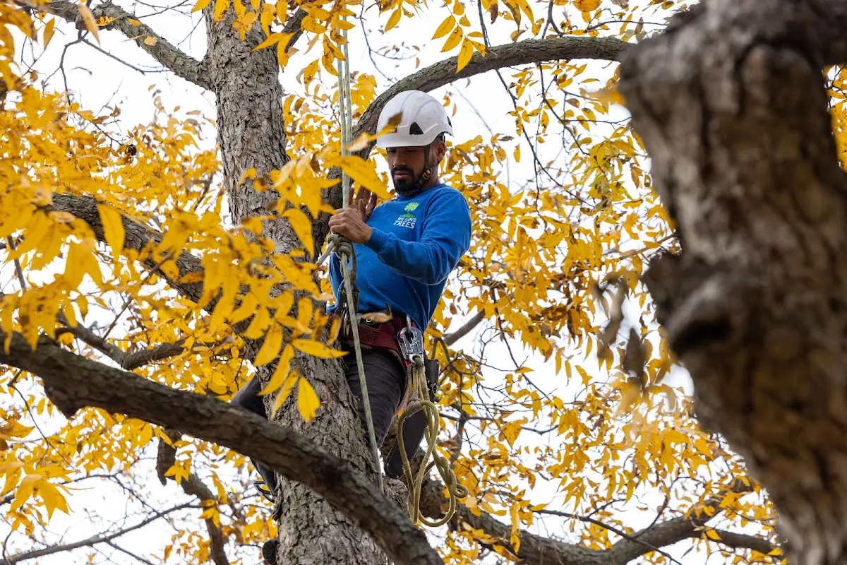 Skilled Tree Planing crew working in Port Deposit