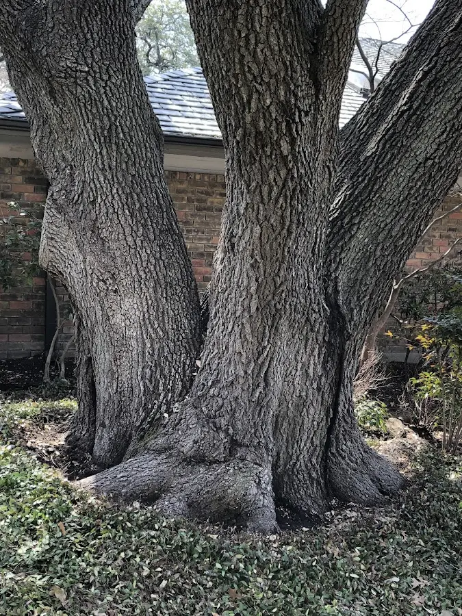 Mature heritage tree close to a Port Deposit property cared for by certified arborists